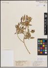 Foto von Salix eriocephala var. watsonii (Bebb) Dorn